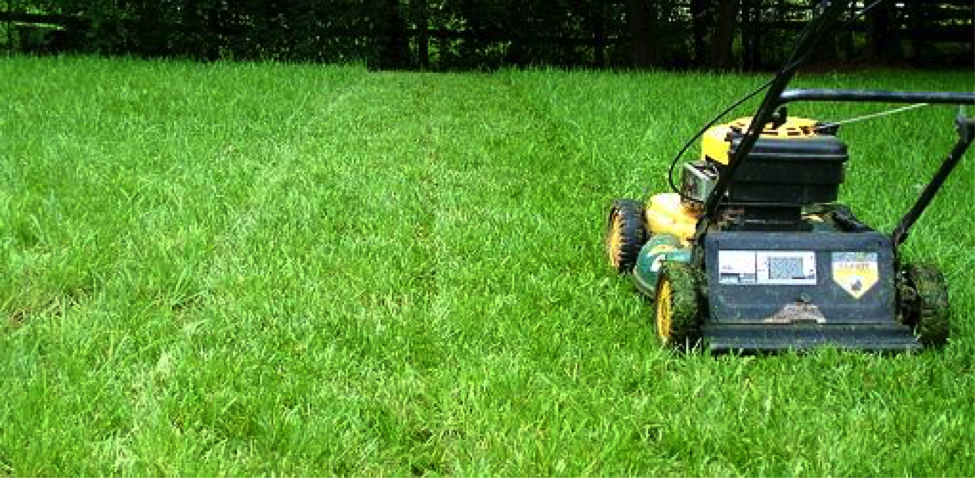 Your Summer Guide To Lawn Care in Overland Park