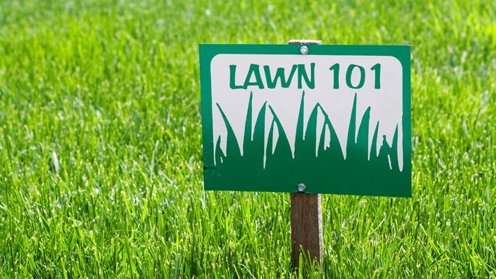 Lawn Care 101: Verticutting